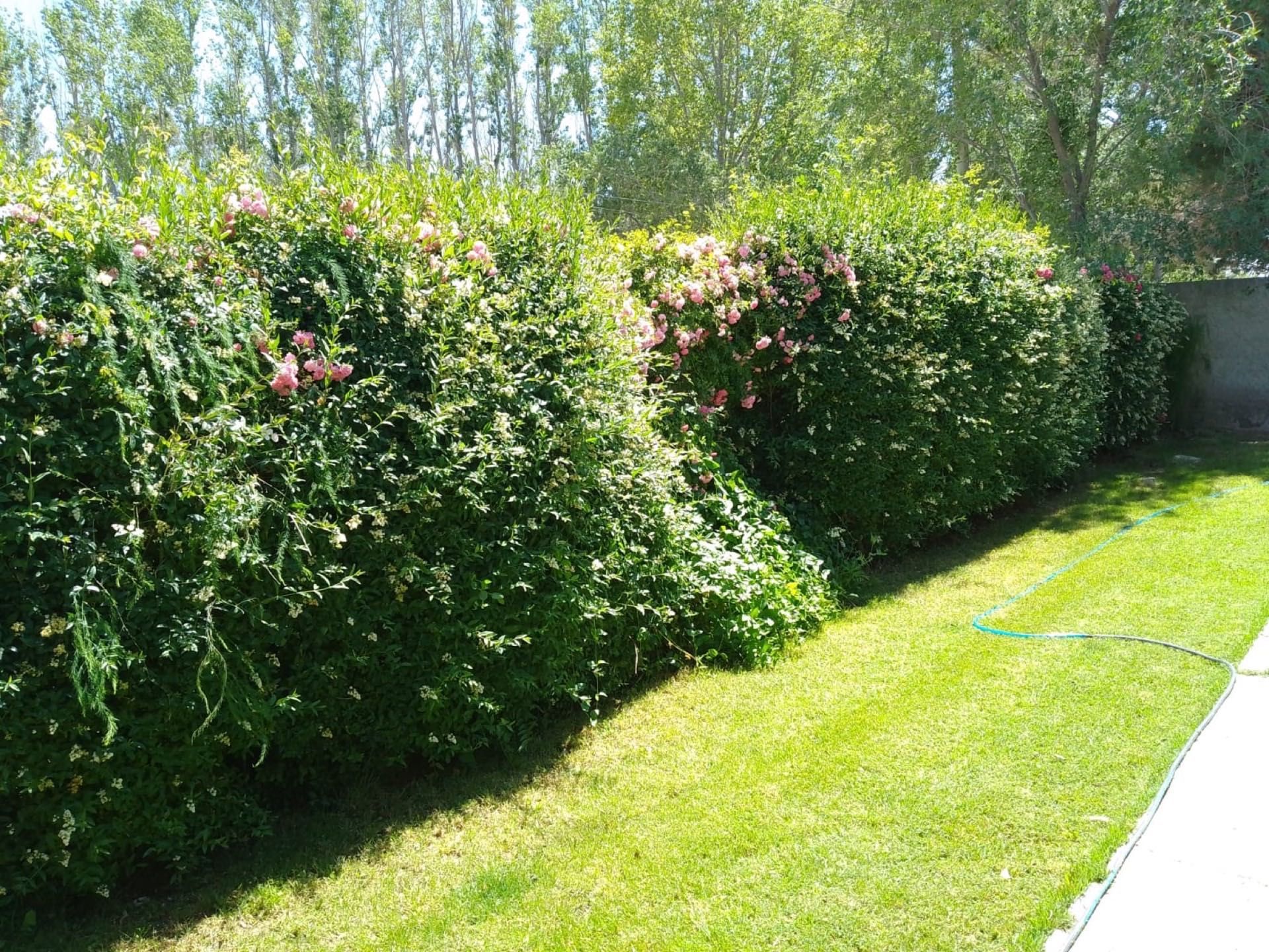 Cerco vivo verde y frondoso junto al césped