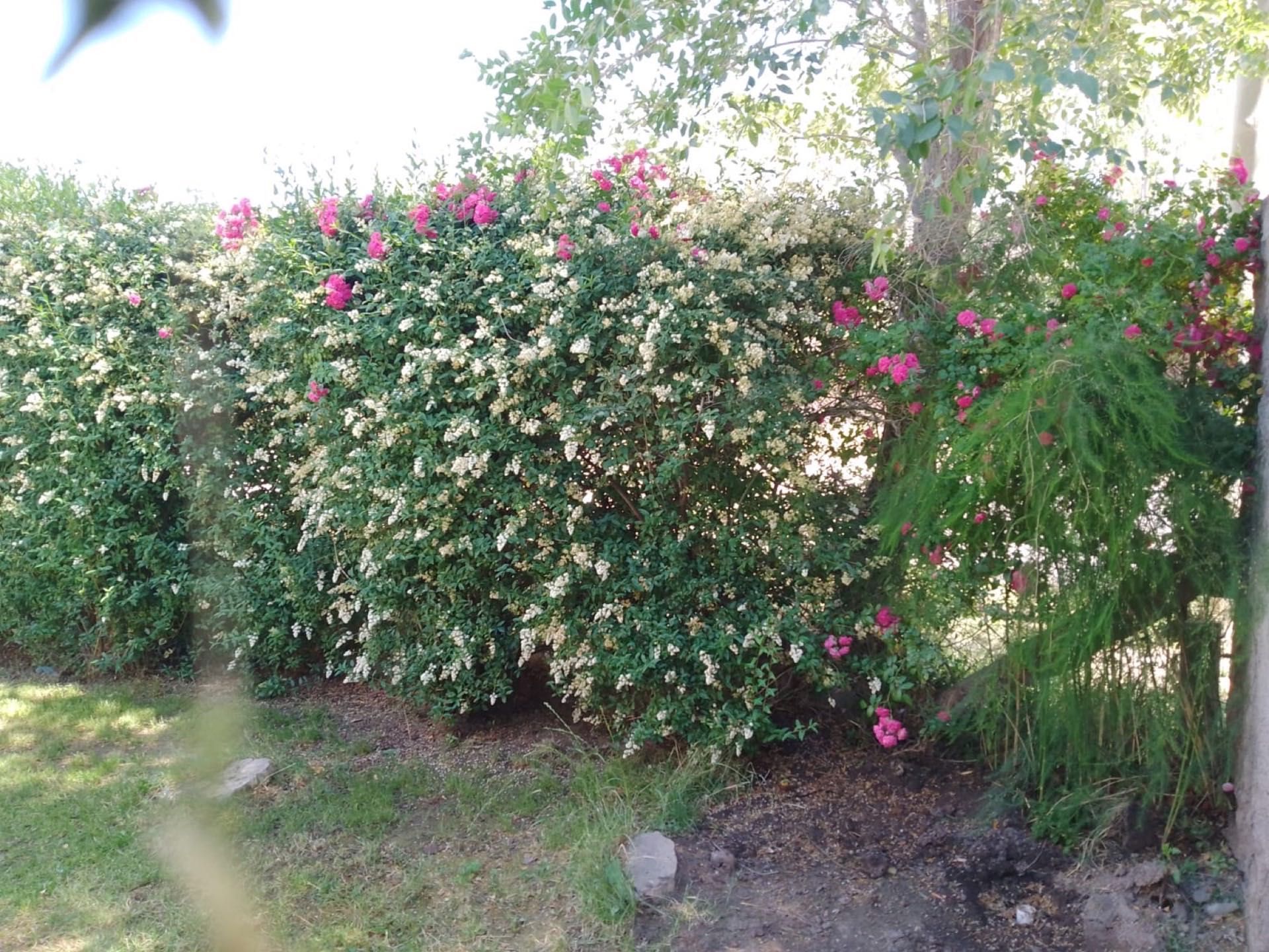 Cerco vivo con flores rosadas