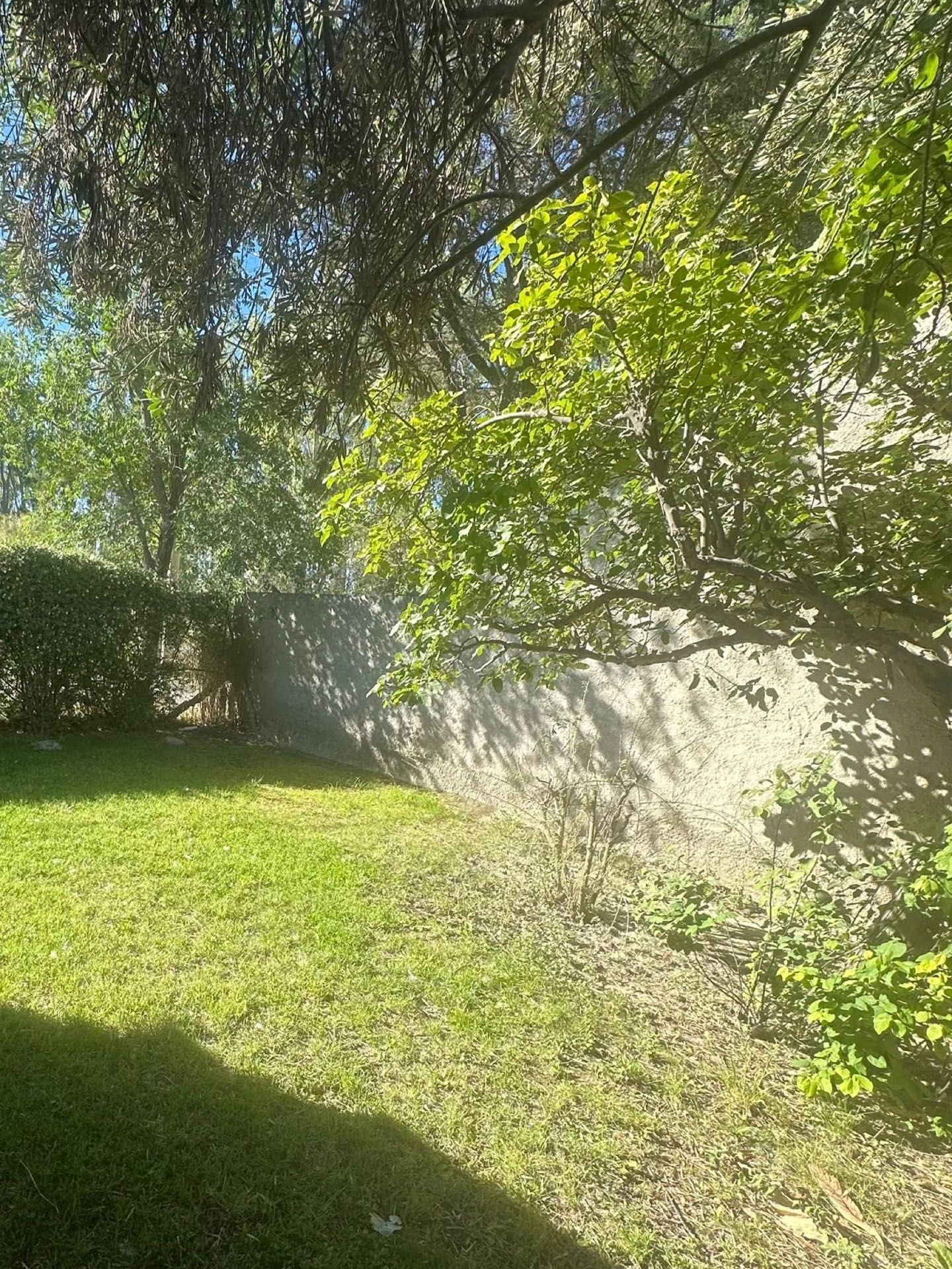 Árbol y césped en un rincón del jardín